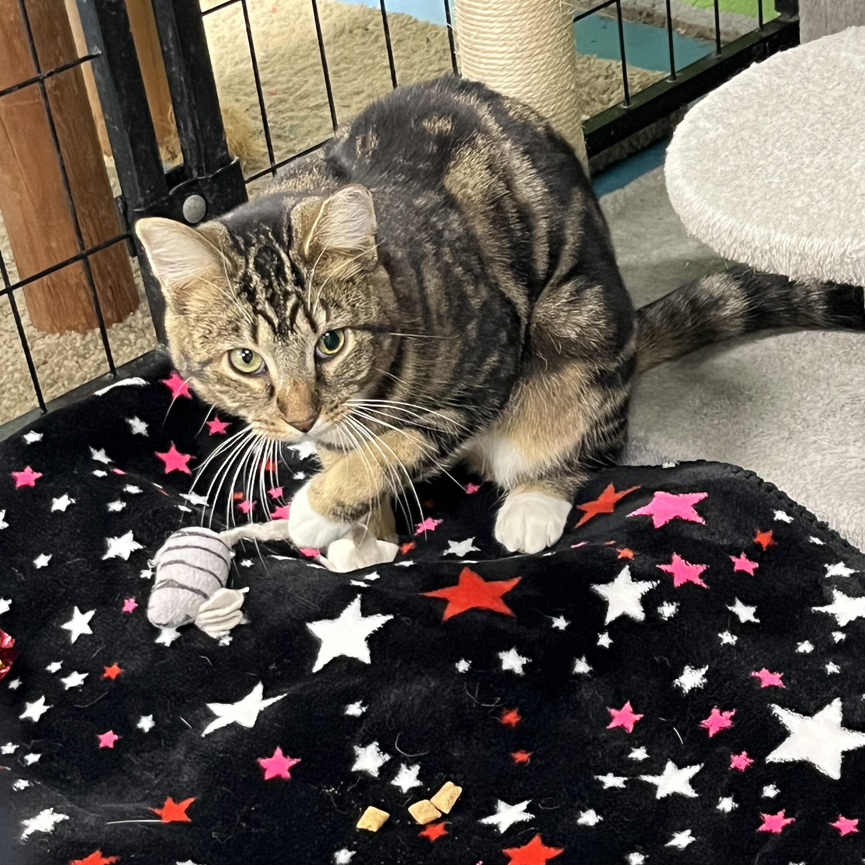 Tina, Adoptable, Young Female Tabby.