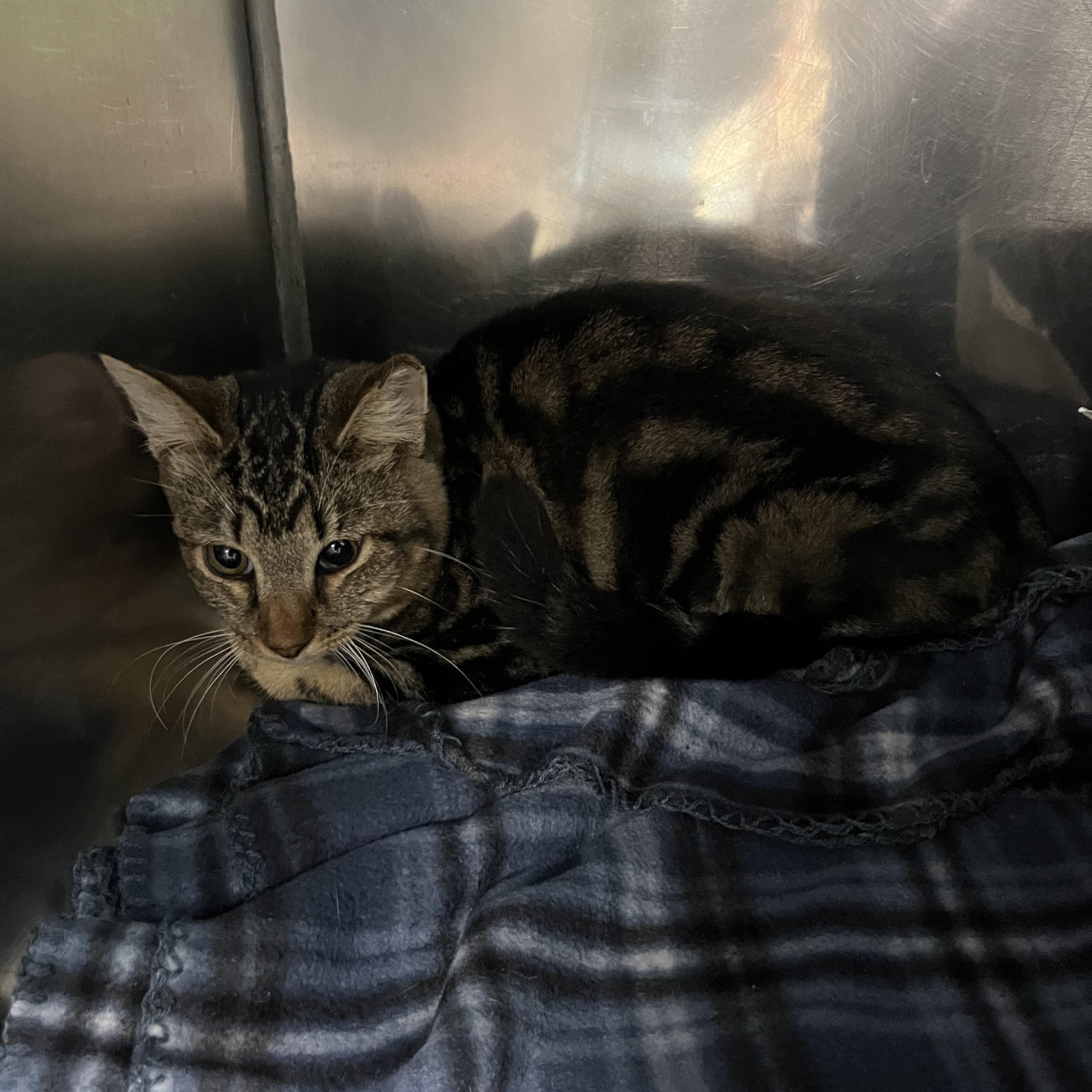 Enlarge Tina, a Adoptable Tabby in Pompton Plains, NJ image 2/2