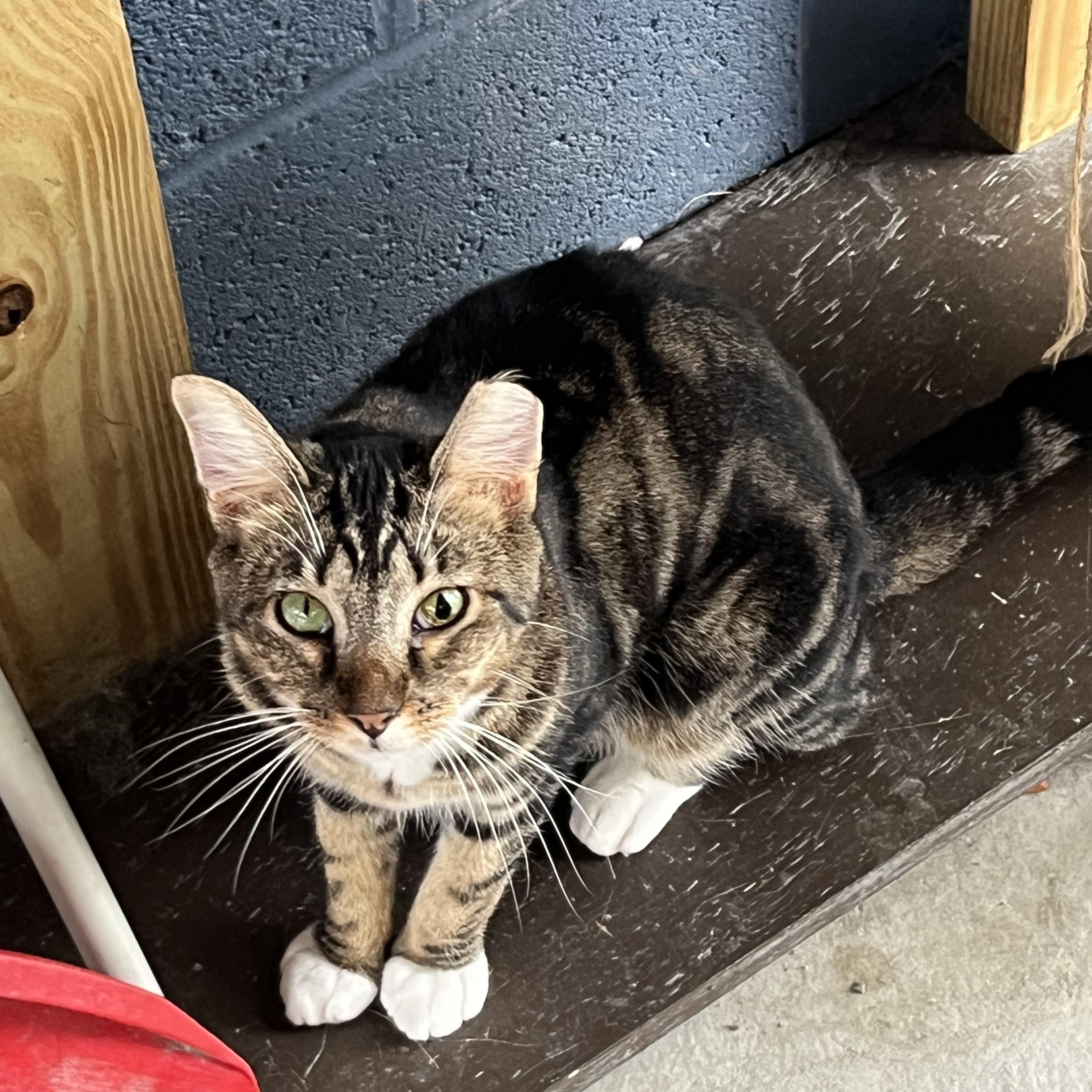 Tina, a Adoptable Tabby in Pompton Plains, NJ image 2/2