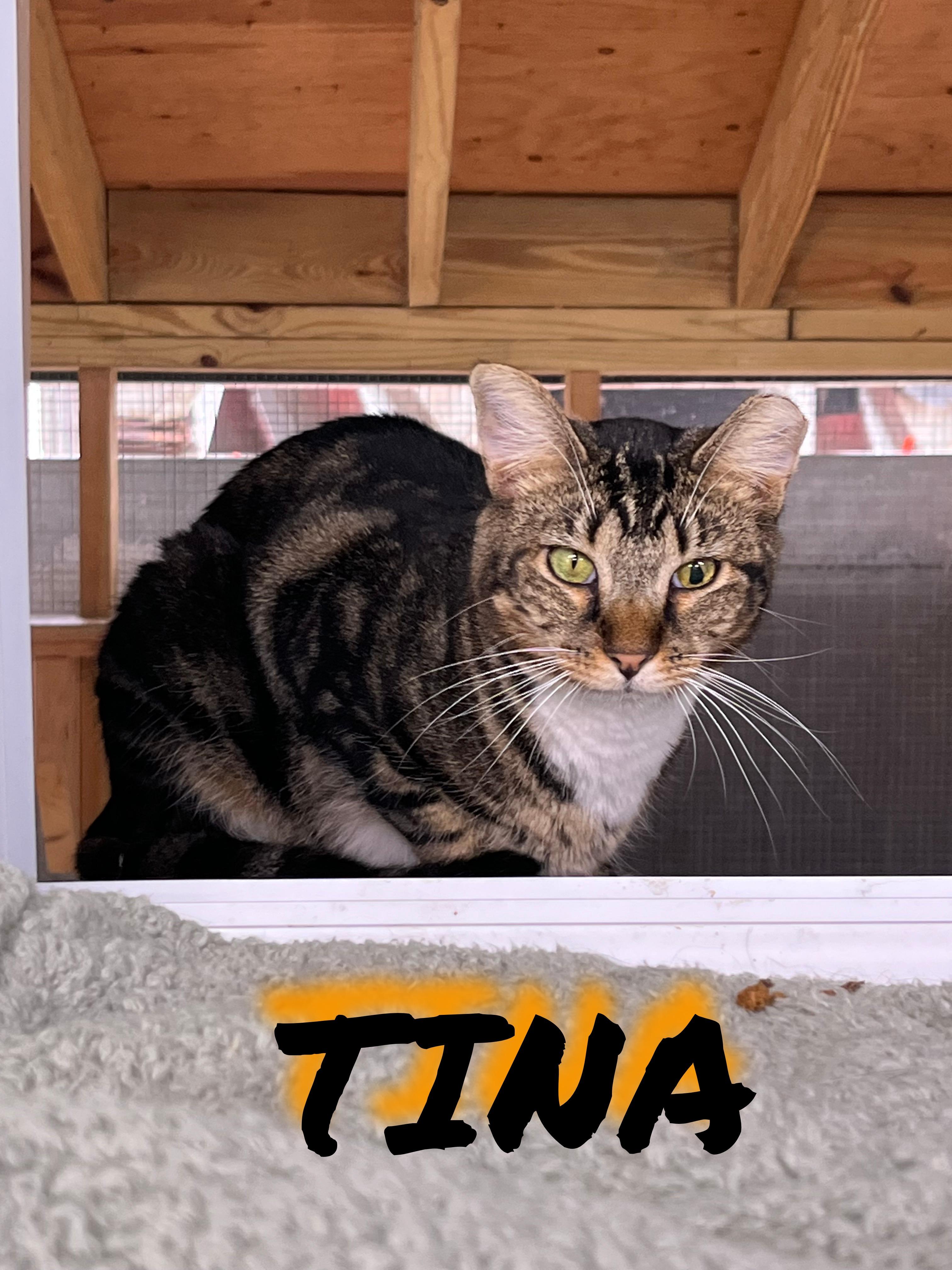 Tina, Adoptable, Young Female Tabby.
