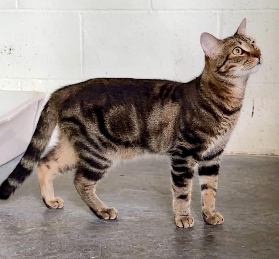 Enlarge Lars, a Adoptable Domestic Short Hair in Talbott, TN image 1/5