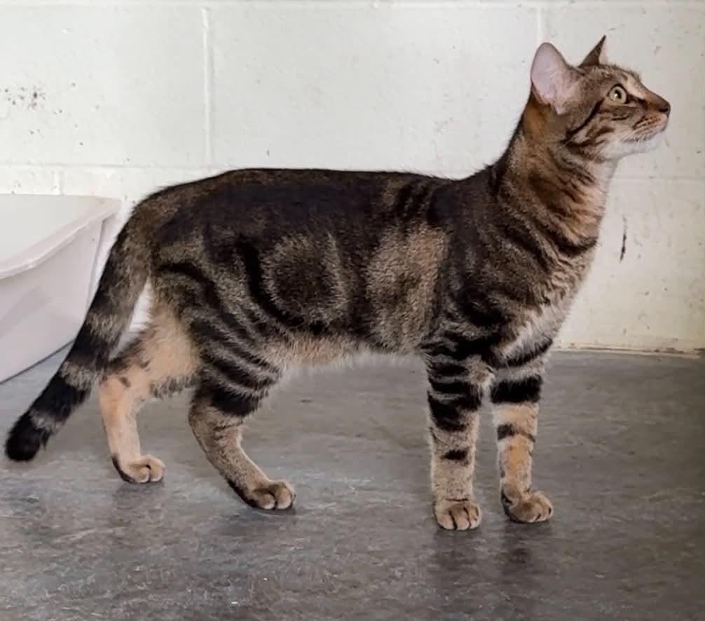 Enlarge Lars, a Adoptable Domestic Short Hair in Talbott, TN image 5/5