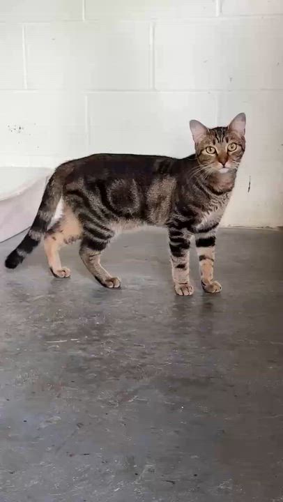 Enlarge Lars, a Adoptable Domestic Short Hair in Talbott, TN video 3/5