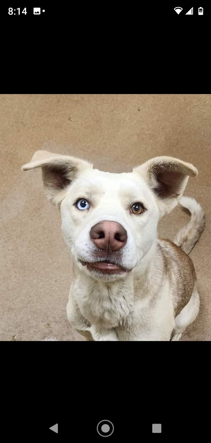 Enlarge Hustler, a Adoptable mixed breed in Seattle, WA image 1/6