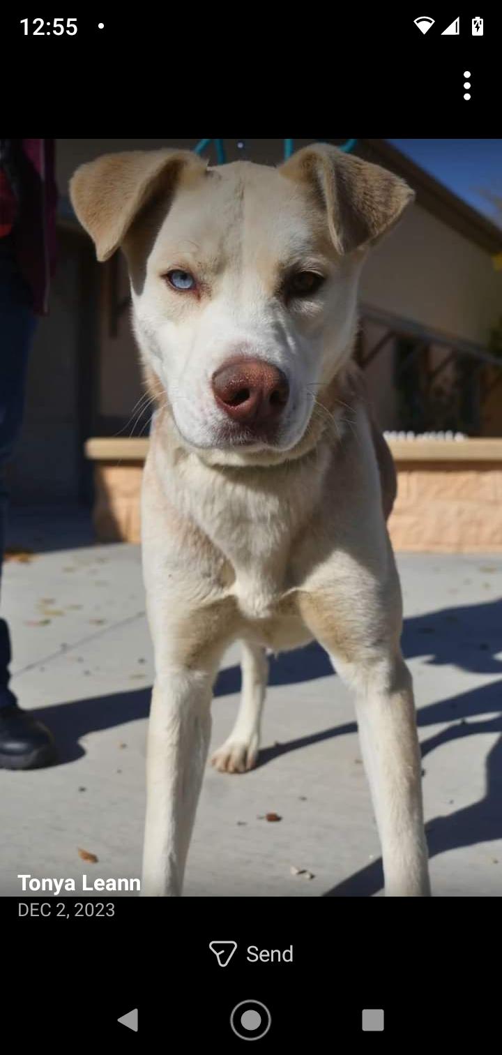 Enlarge Hustler, a Adoptable mixed breed in Seattle, WA image 2/6