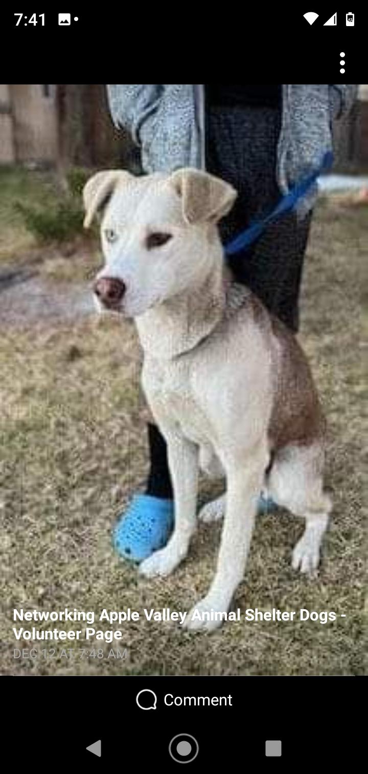 Enlarge Hustler, a Adoptable mixed breed in Seattle, WA image 3/6