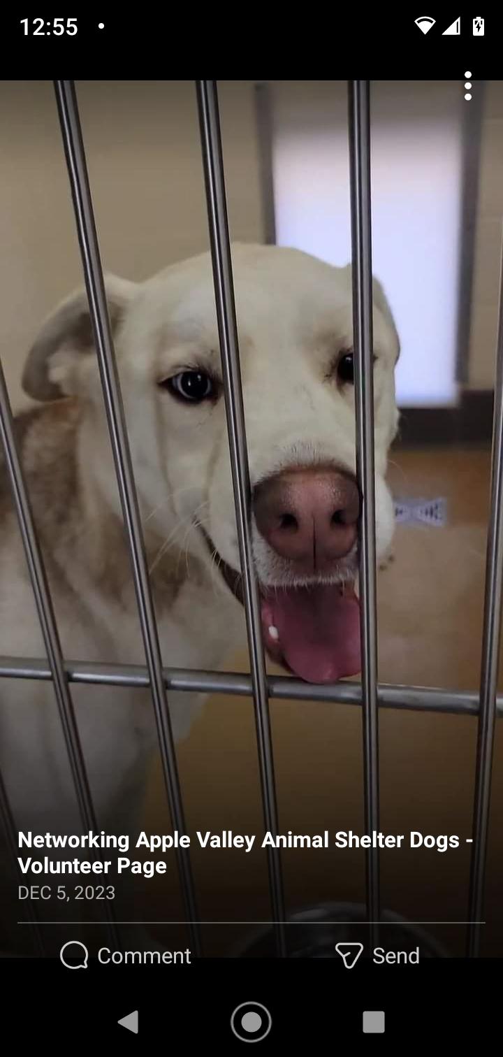 Enlarge Hustler, a Adoptable mixed breed in Seattle, WA image 4/6