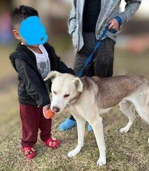 Enlarge Hustler, a Adoptable mixed breed in Seattle, WA image 5/6