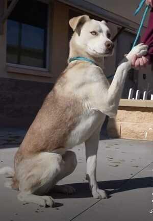 Enlarge Hustler, a Adoptable mixed breed in Seattle, WA image 6/6
