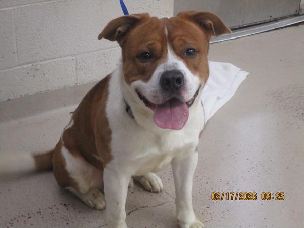 Enlarge Chipper (857), a Adoptable mixed breed in Marietta, GA image 1/1