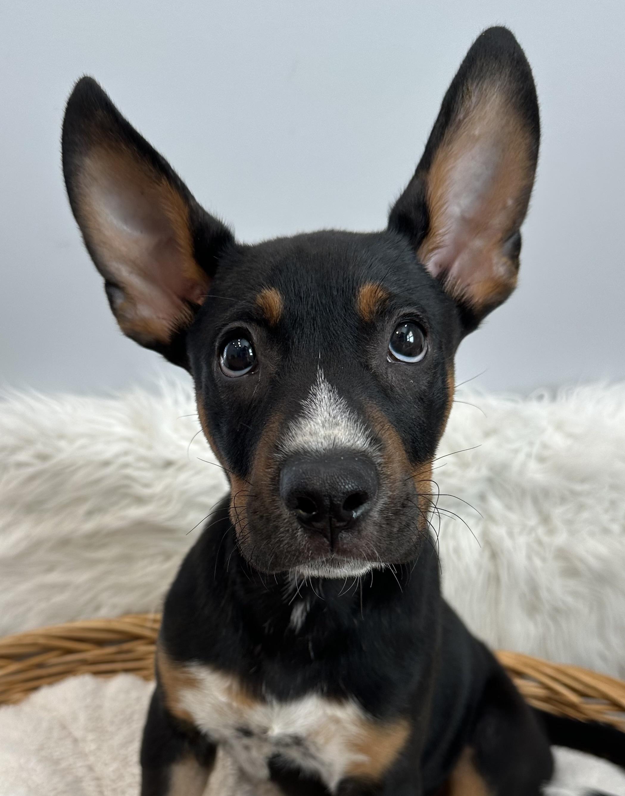 Diego
