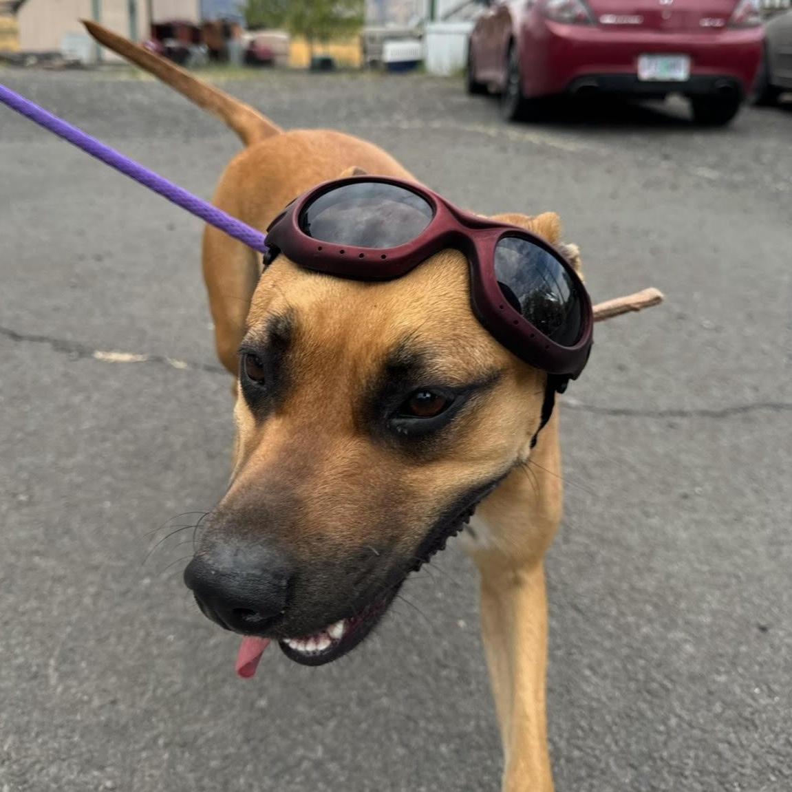 Scrappy, an adoptable Black Mouth Cur, Pit Bull Terrier in The Dalles, OR, 97058 | Photo Image 5