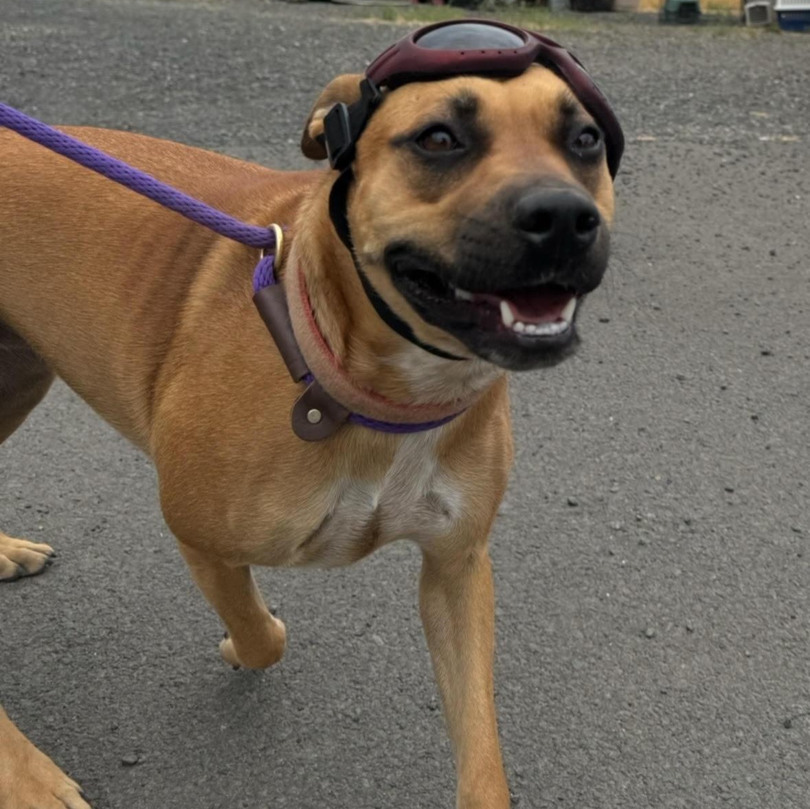 Scrappy, an adoptable Black Mouth Cur, Pit Bull Terrier in The Dalles, OR, 97058 | Photo Image 4