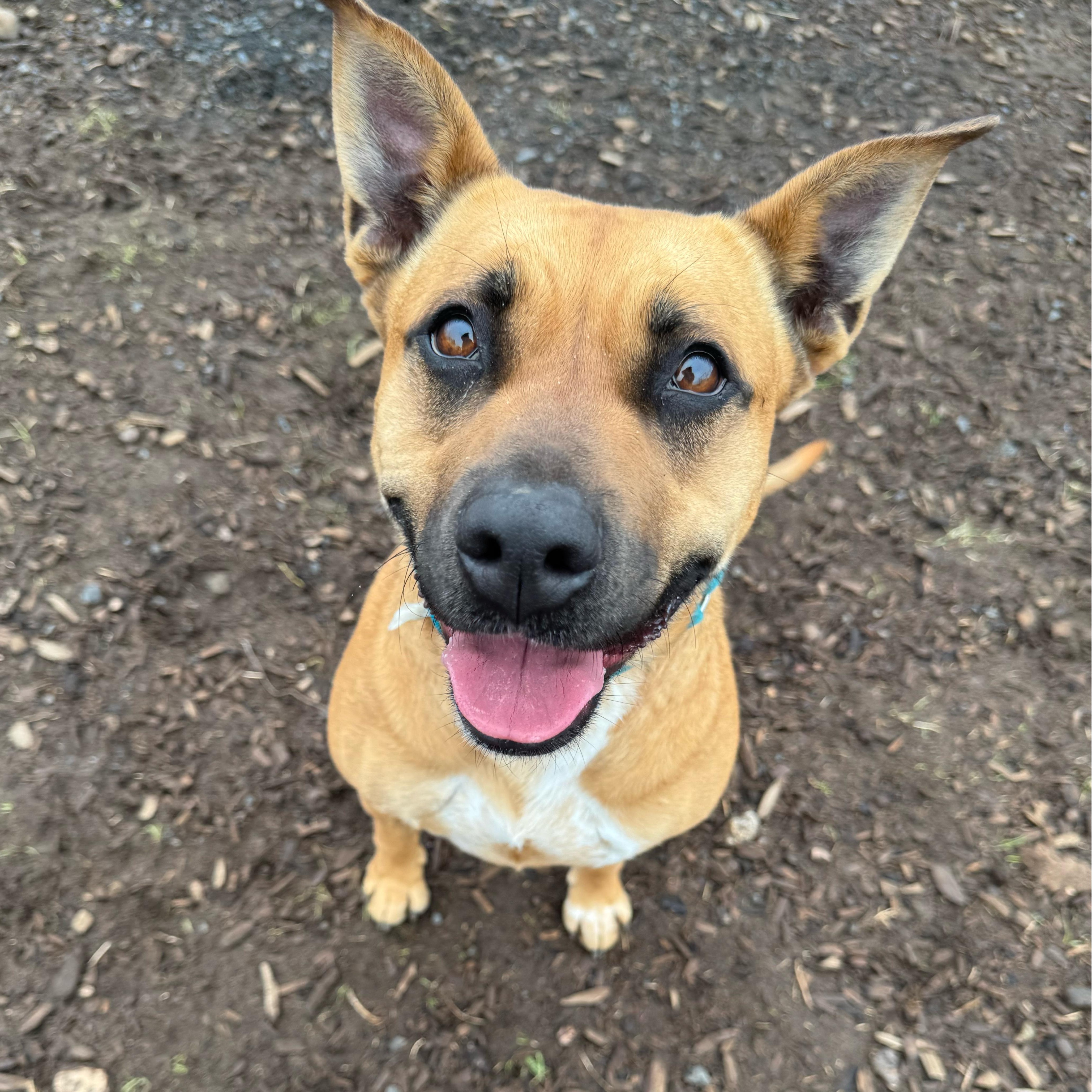 Scrappy, an adoptable Black Mouth Cur, Pit Bull Terrier in The Dalles, OR, 97058 | Photo Image 3