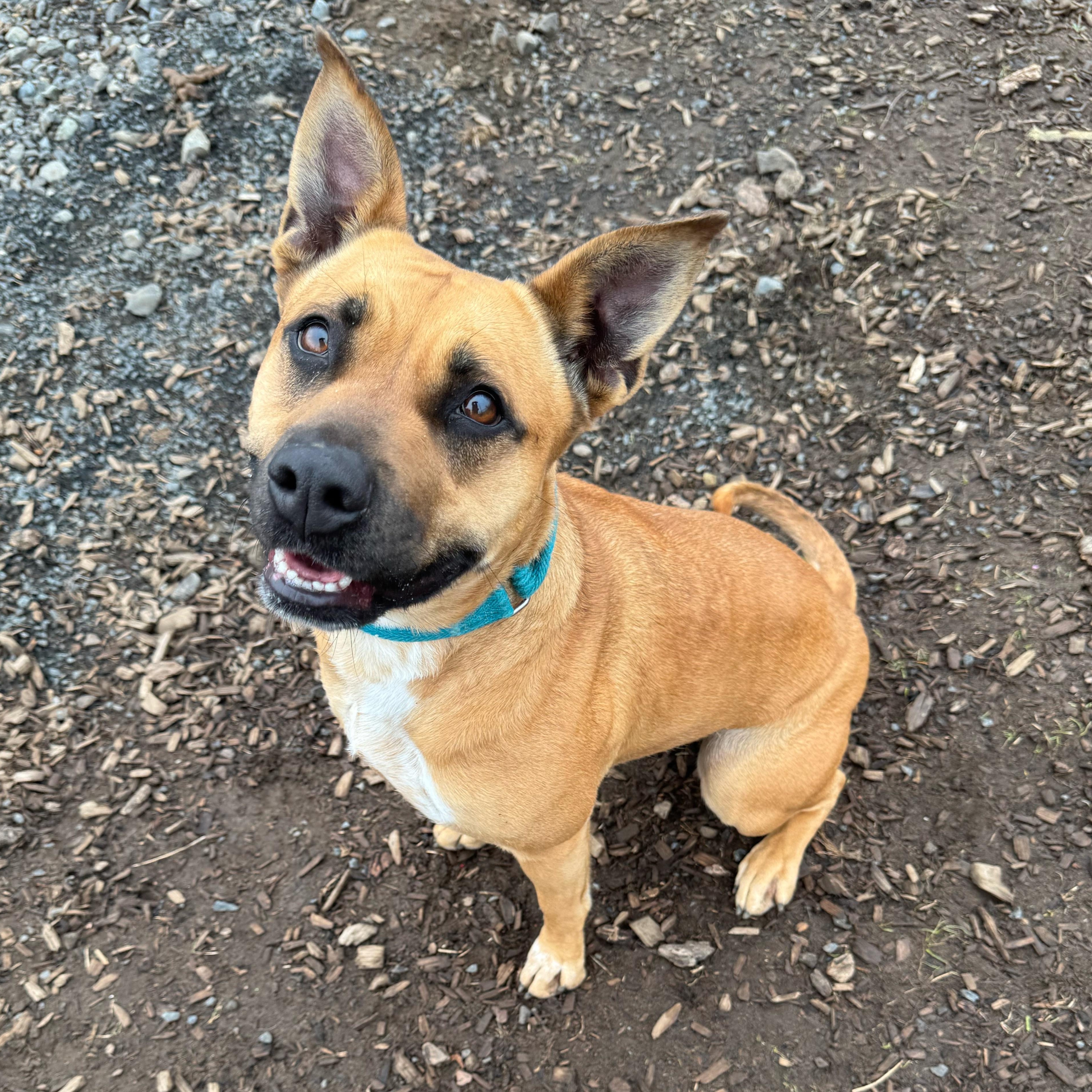 Scrappy, an adoptable Black Mouth Cur, Pit Bull Terrier in The Dalles, OR, 97058 | Photo Image 1