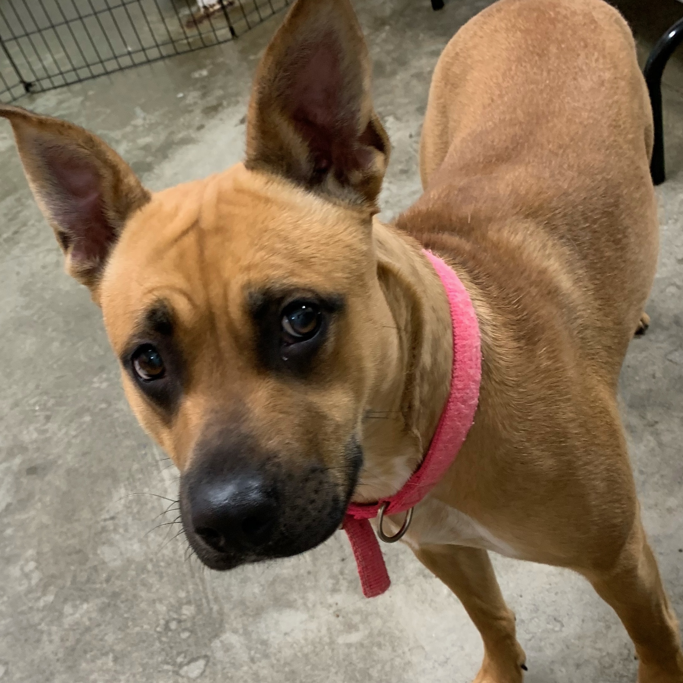 Scrappy, Adult Female Black Mouth Cur