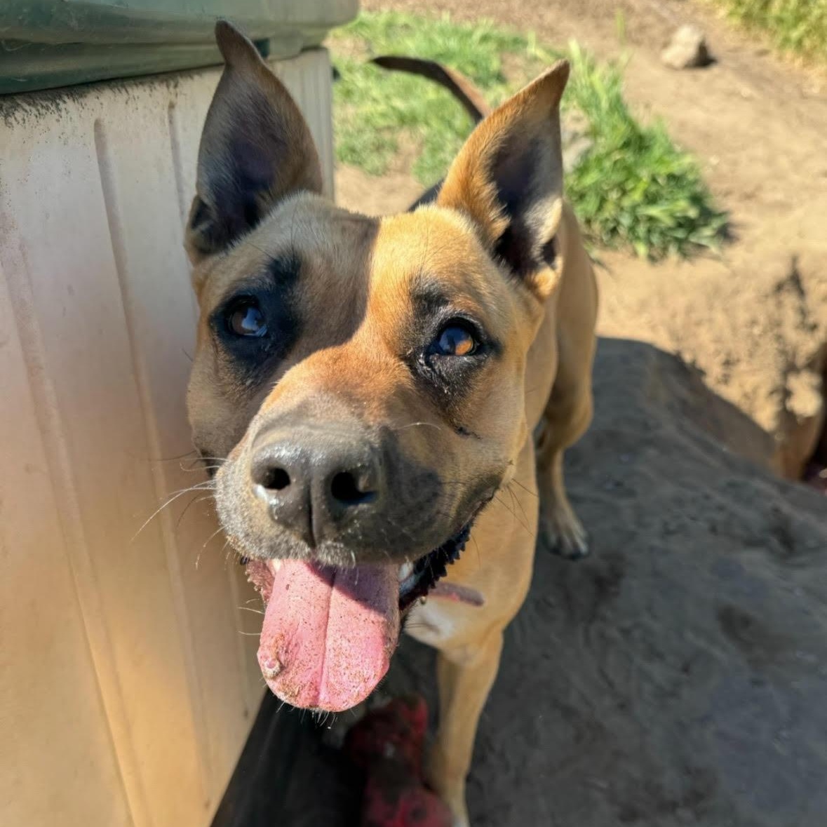 Scrappy, an adoptable Black Mouth Cur, Pit Bull Terrier in The Dalles, OR, 97058 | Photo Image 2
