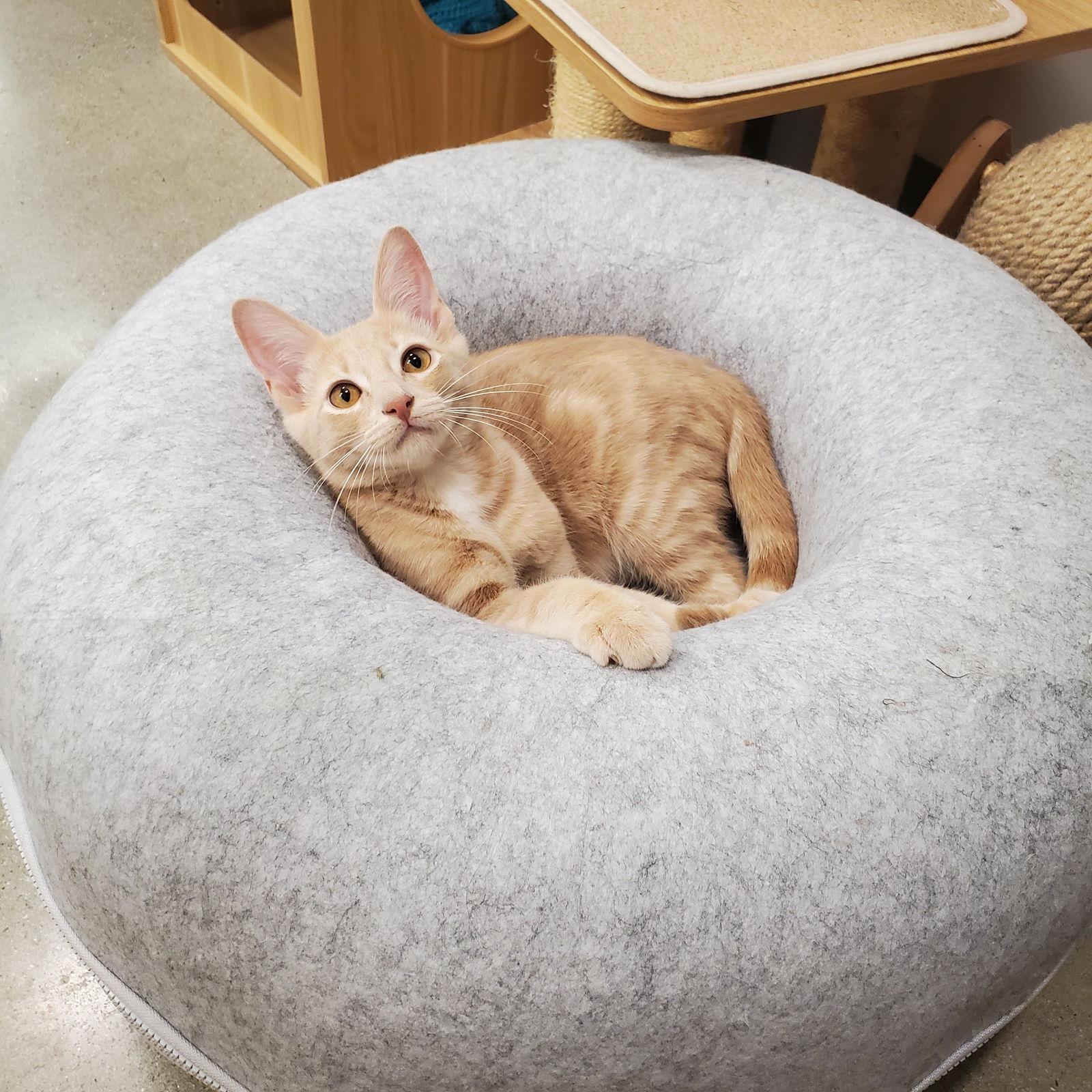 Tanner, Adopted, Kitten Male Domestic Short Hair.