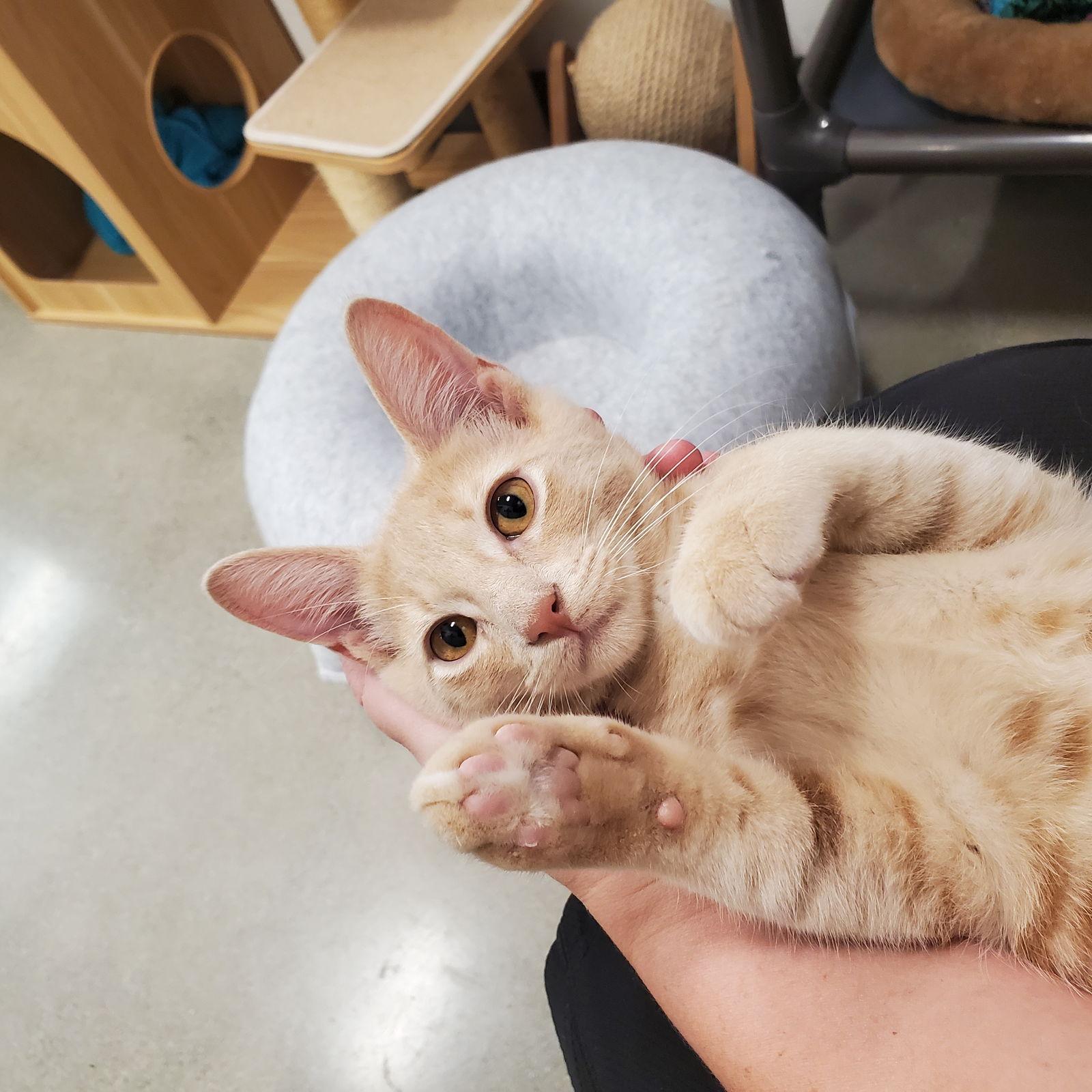 Tanner, a Adopted Domestic Short Hair in Los Alamitos, CA image 2/3