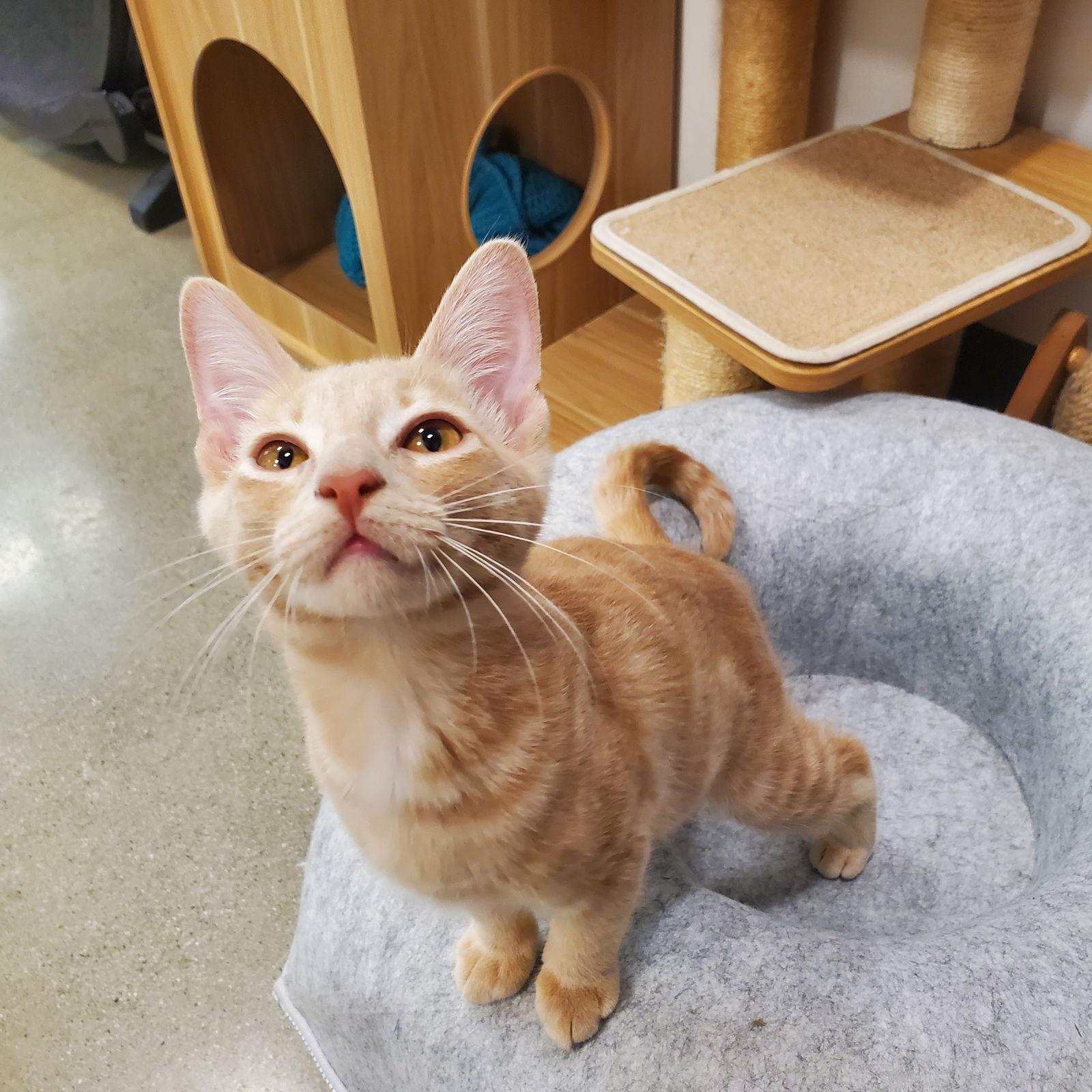 Tanner, a Adopted Domestic Short Hair in Los Alamitos, CA image 3/3