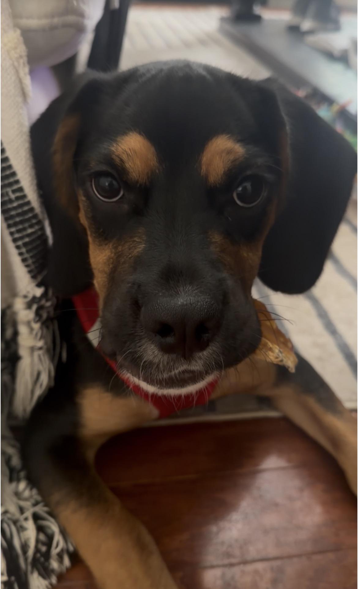 Rico, adopted, Young Male Cocker Spaniel & Labrador Retriever.