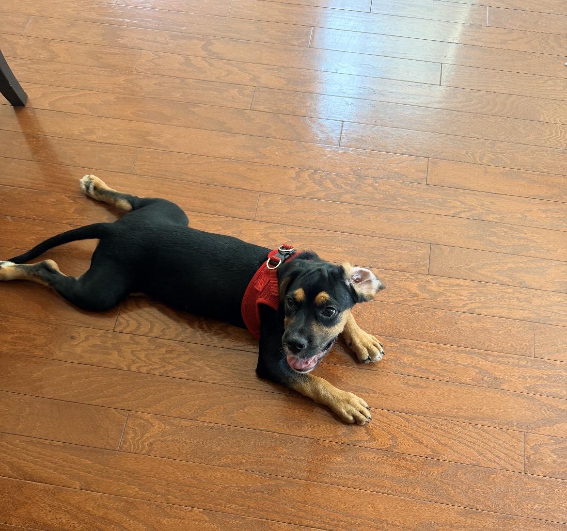 Enlarge Rico, an adopted mixed breed in Rock Hill, SC image 2/3