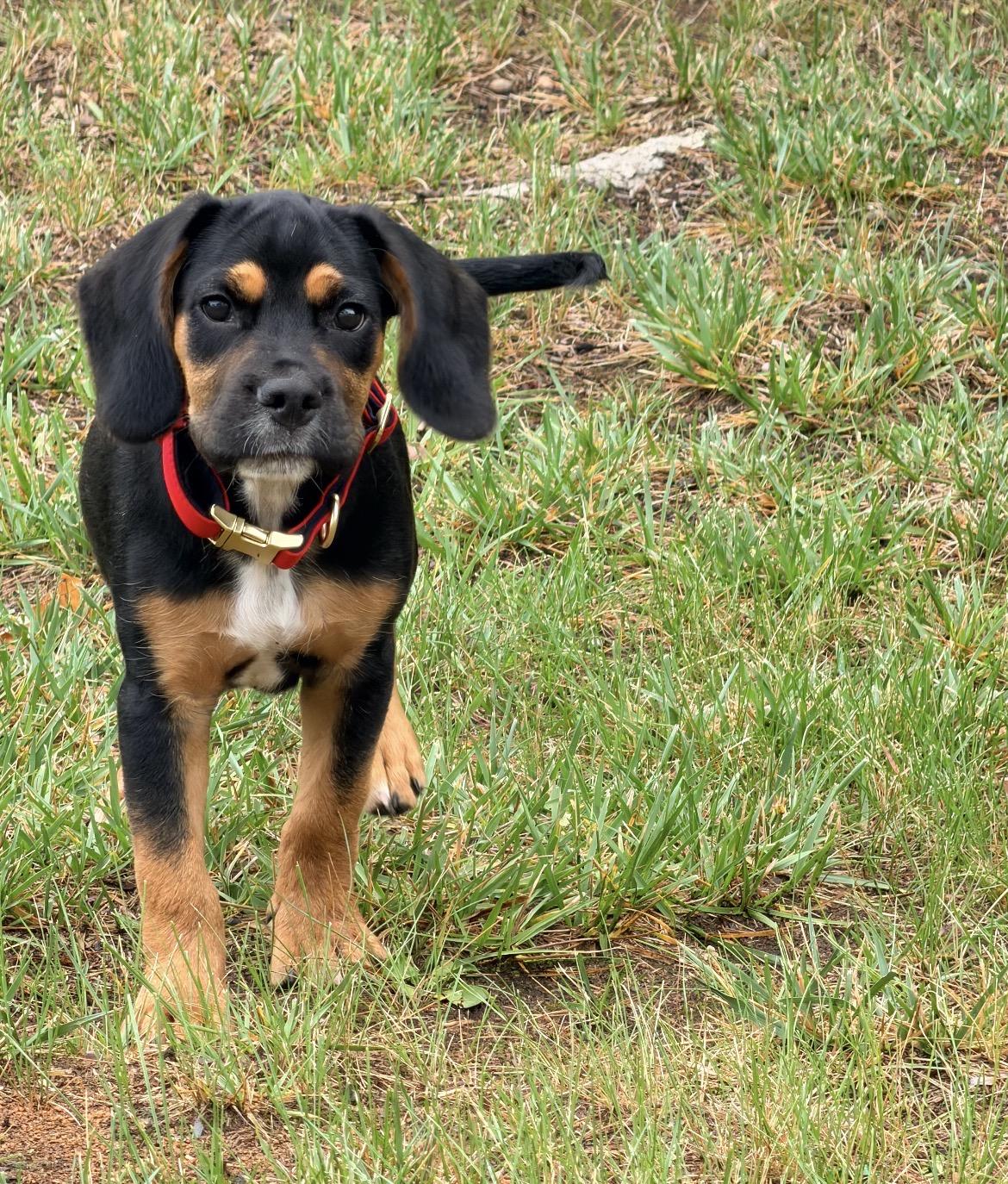 Enlarge Rico, an adopted mixed breed in Rock Hill, SC image 3/3