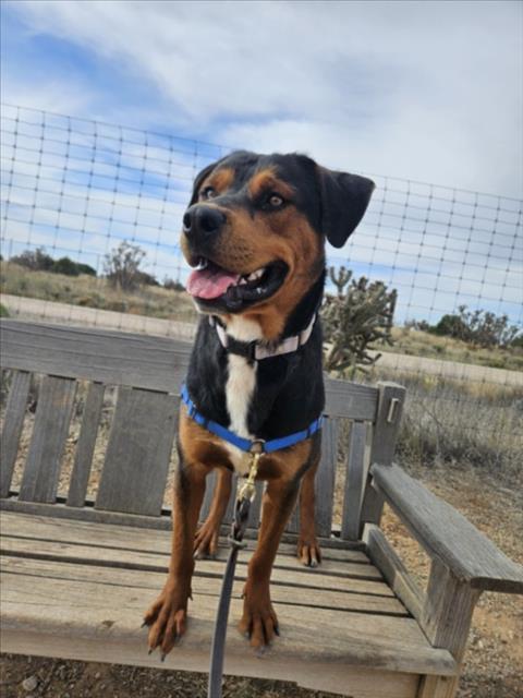 Enlarge CHURRO, a Adoptable Mixed Breed in Santa Fe, NM image 1/1