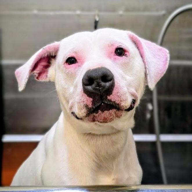 Nico @ Mutts with Manners, Adoptable, Adult Male Pit Bull Terrier.