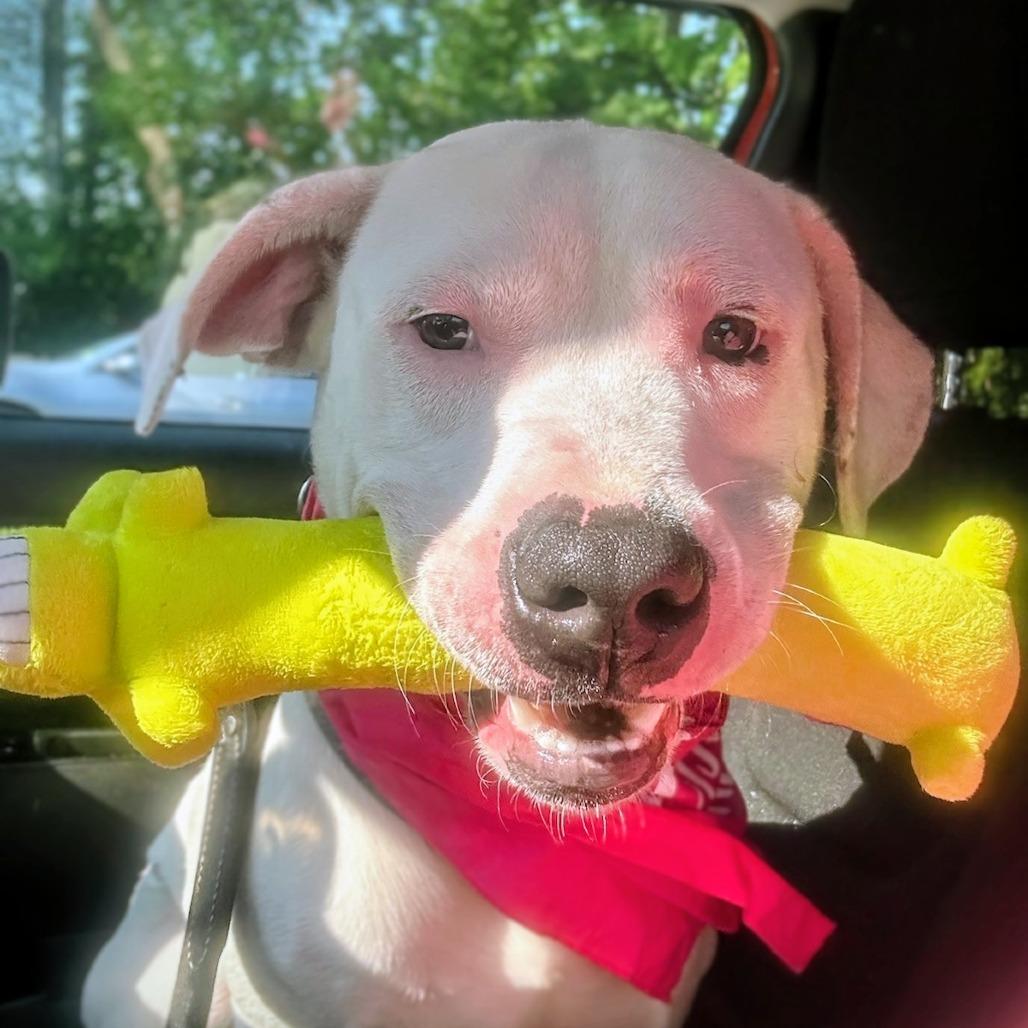 Enlarge Nico @ Mutts with Manners, a Adoptable Pit Bull Terrier in Danville, KY image 2/5