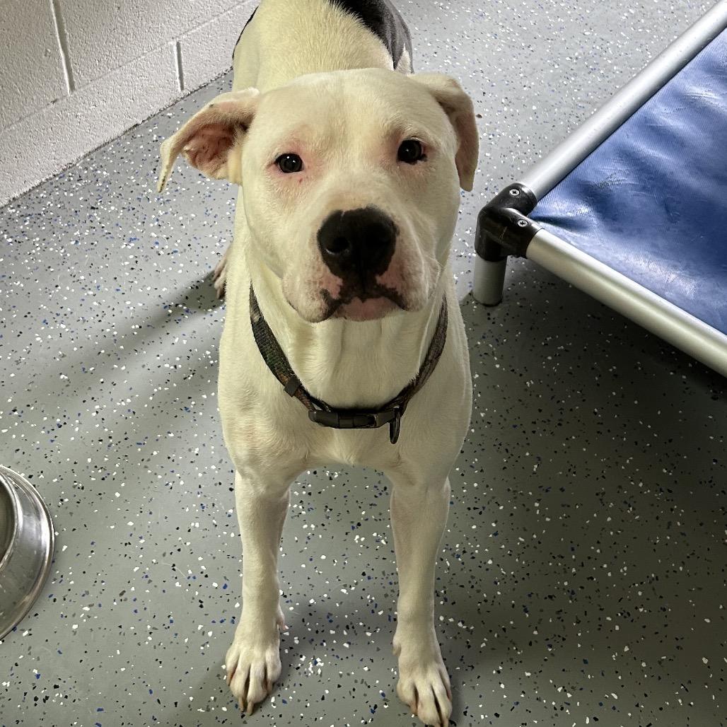 Enlarge Nico @ Mutts with Manners, a Adoptable Pit Bull Terrier in Danville, KY image 4/5