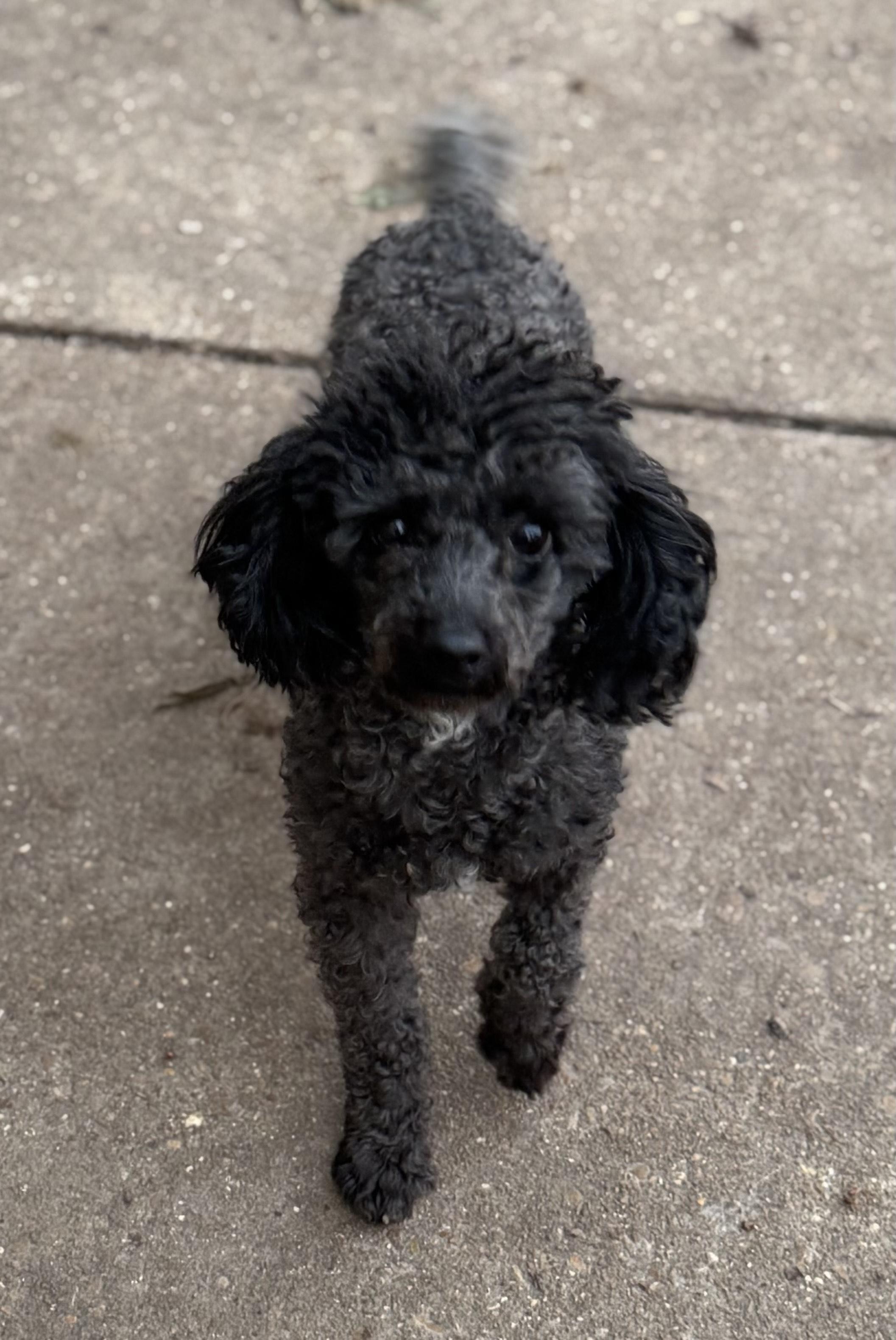 Brother, ADOPTABLE, Adult Male Poodle (Toy).