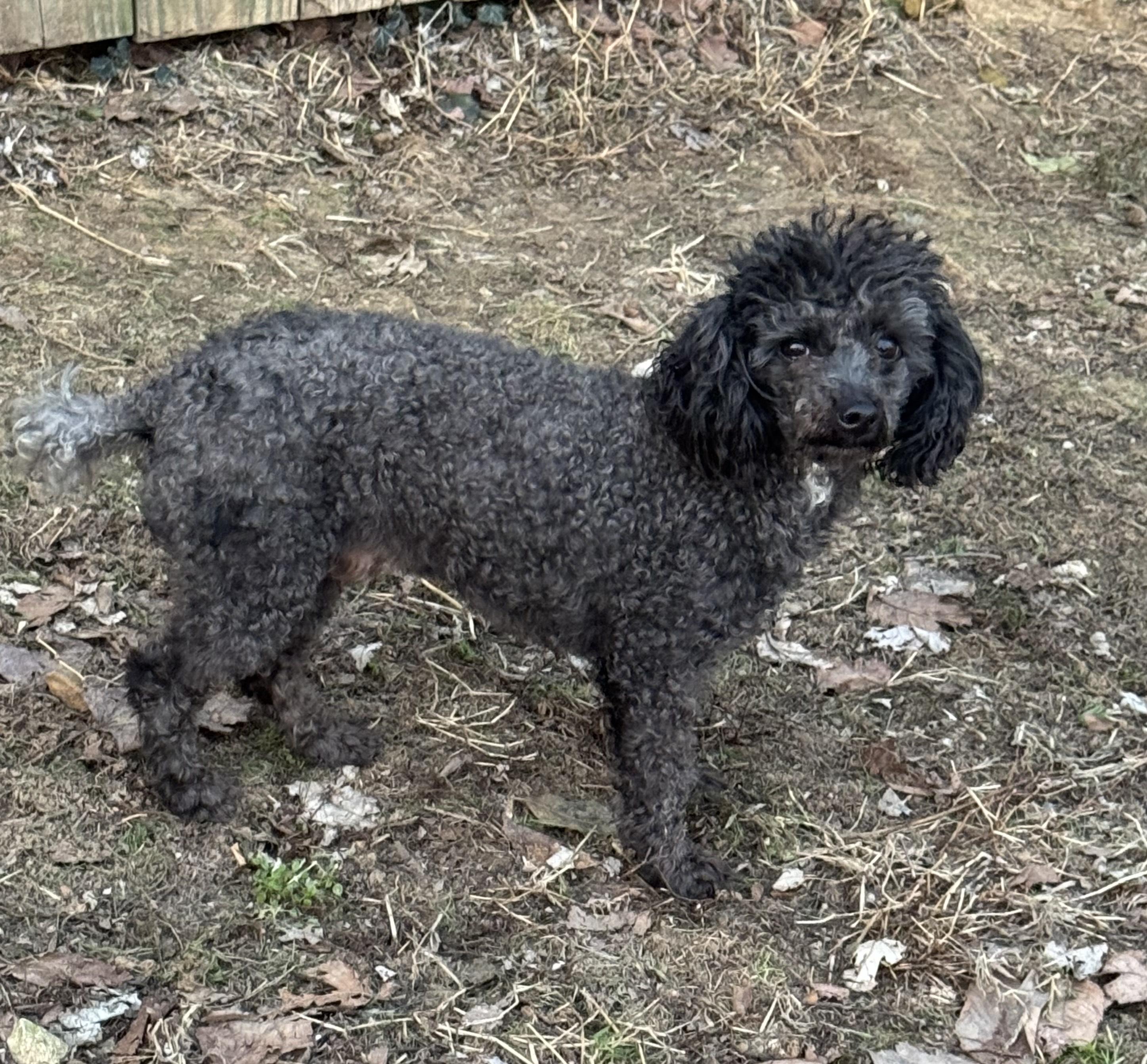 Enlarge Brother, a ADOPTABLE Poodle (Toy) in Arnold, MO image 2/3