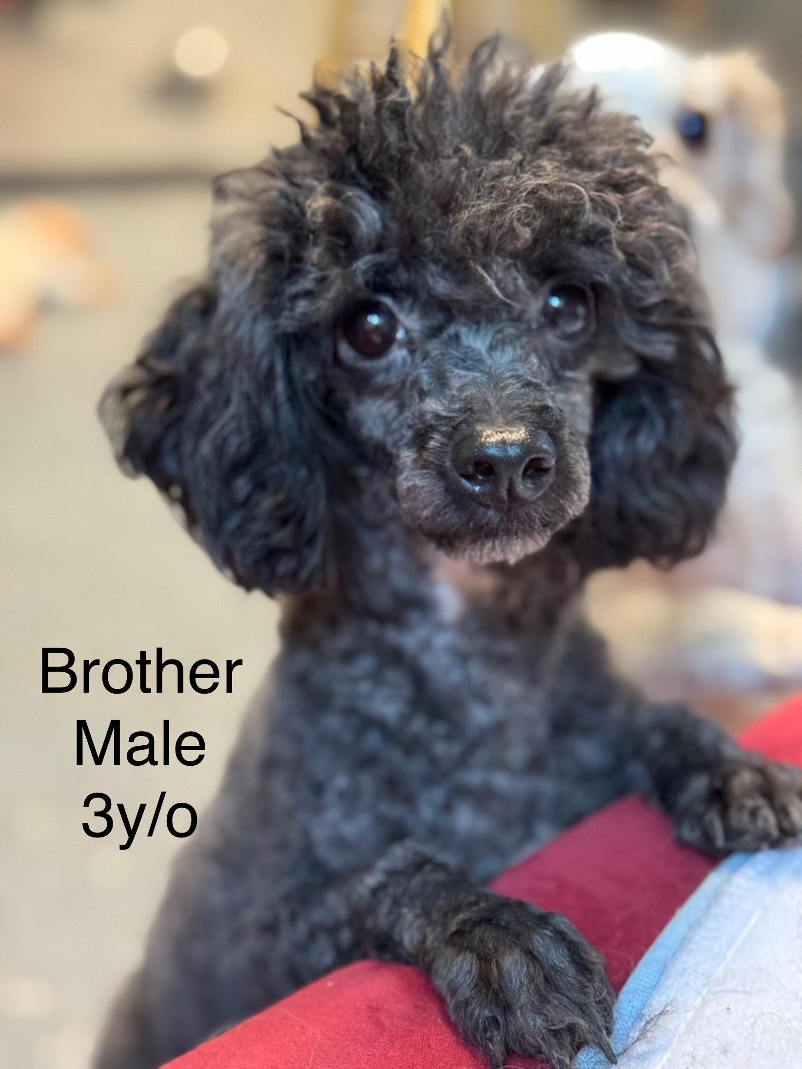 Enlarge Brother, a ADOPTABLE Poodle (Toy) in Arnold, MO image 3/3