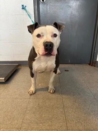 Enlarge Capone, a Adoptable mixed breed in Port Allen, LA image 1/1