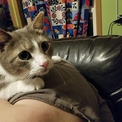 Waluigi, a Adoptable mixed breed in Fort Wayne, IN image 4/4