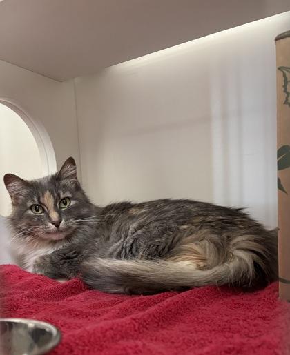 Enlarge Havoc, a Adoptable mixed breed in Harbor Springs, MI image 1/3