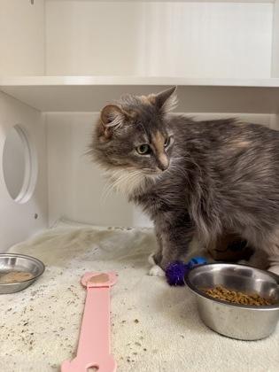 Enlarge Havoc, a Adoptable mixed breed in Harbor Springs, MI image 3/3