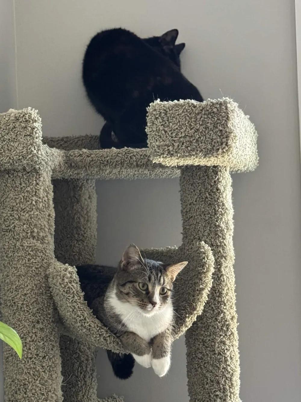Enlarge Peso & Nino (bonded pair), a Adoptable Domestic Short Hair in Florham Park, NJ image 5/6