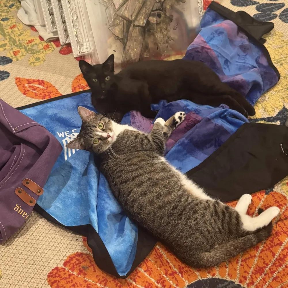 Enlarge Peso & Nino (bonded pair), a Adoptable Domestic Short Hair in Florham Park, NJ image 1/6