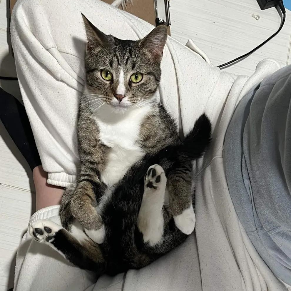 Enlarge Peso & Nino (bonded pair), a Adoptable Domestic Short Hair in Florham Park, NJ image 3/6