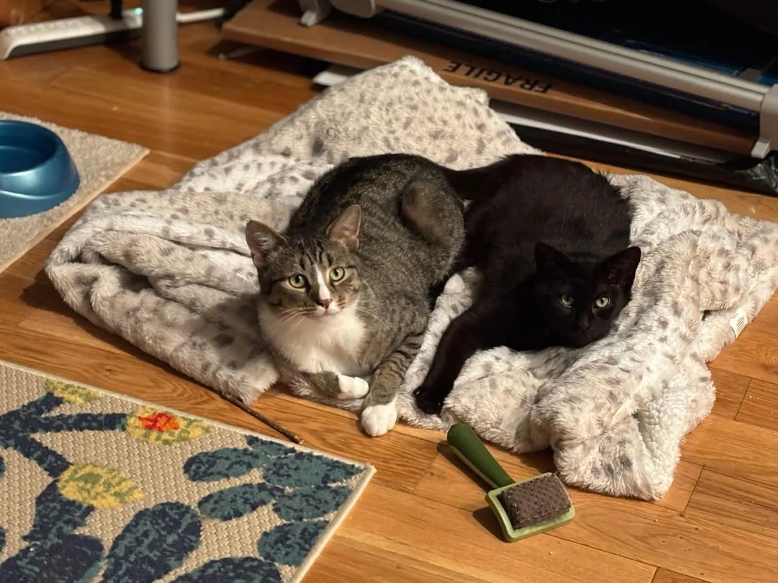 Enlarge Peso & Nino (bonded pair), a Adoptable Domestic Short Hair in Florham Park, NJ image 2/6