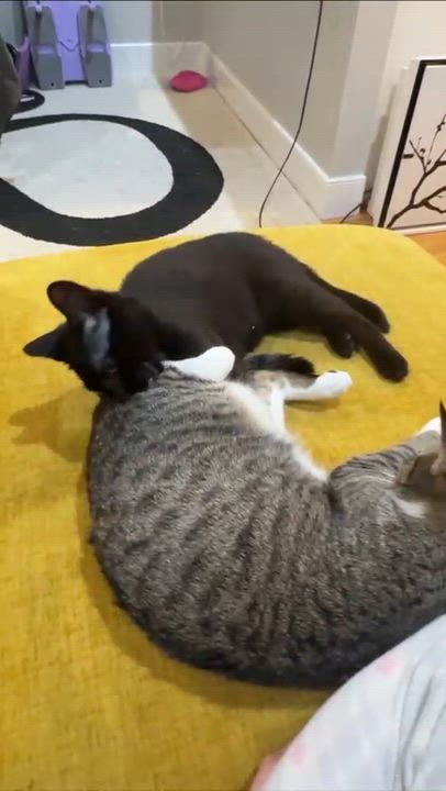 Enlarge Peso & Nino (bonded pair), a Adoptable Domestic Short Hair in Florham Park, NJ video 4/6
