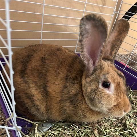 Murphy, ADOPTABLE, Young Male American.
