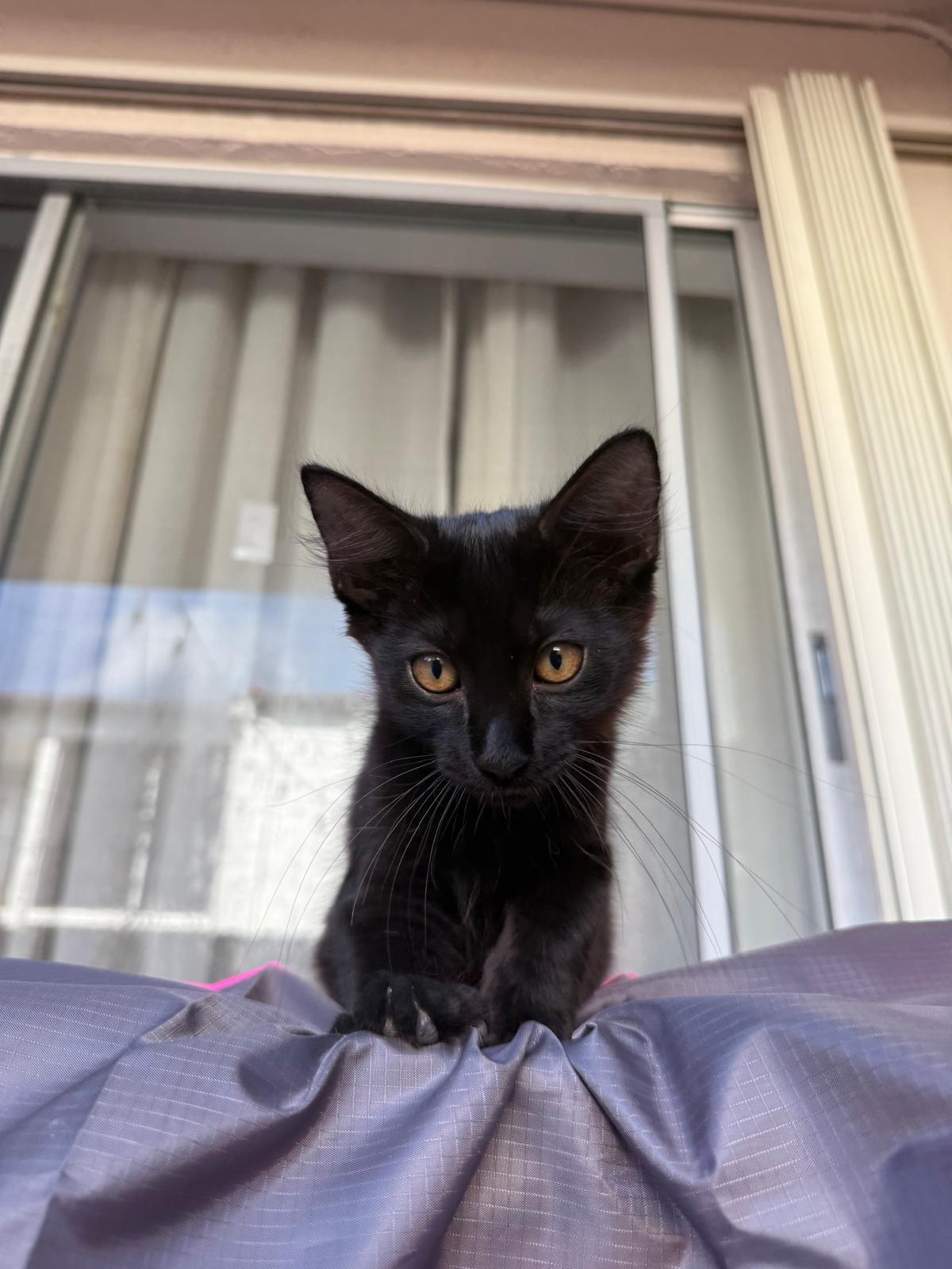 Salermo is a beautiful three month old male kitty He will make a wonderful addition to any home Wi