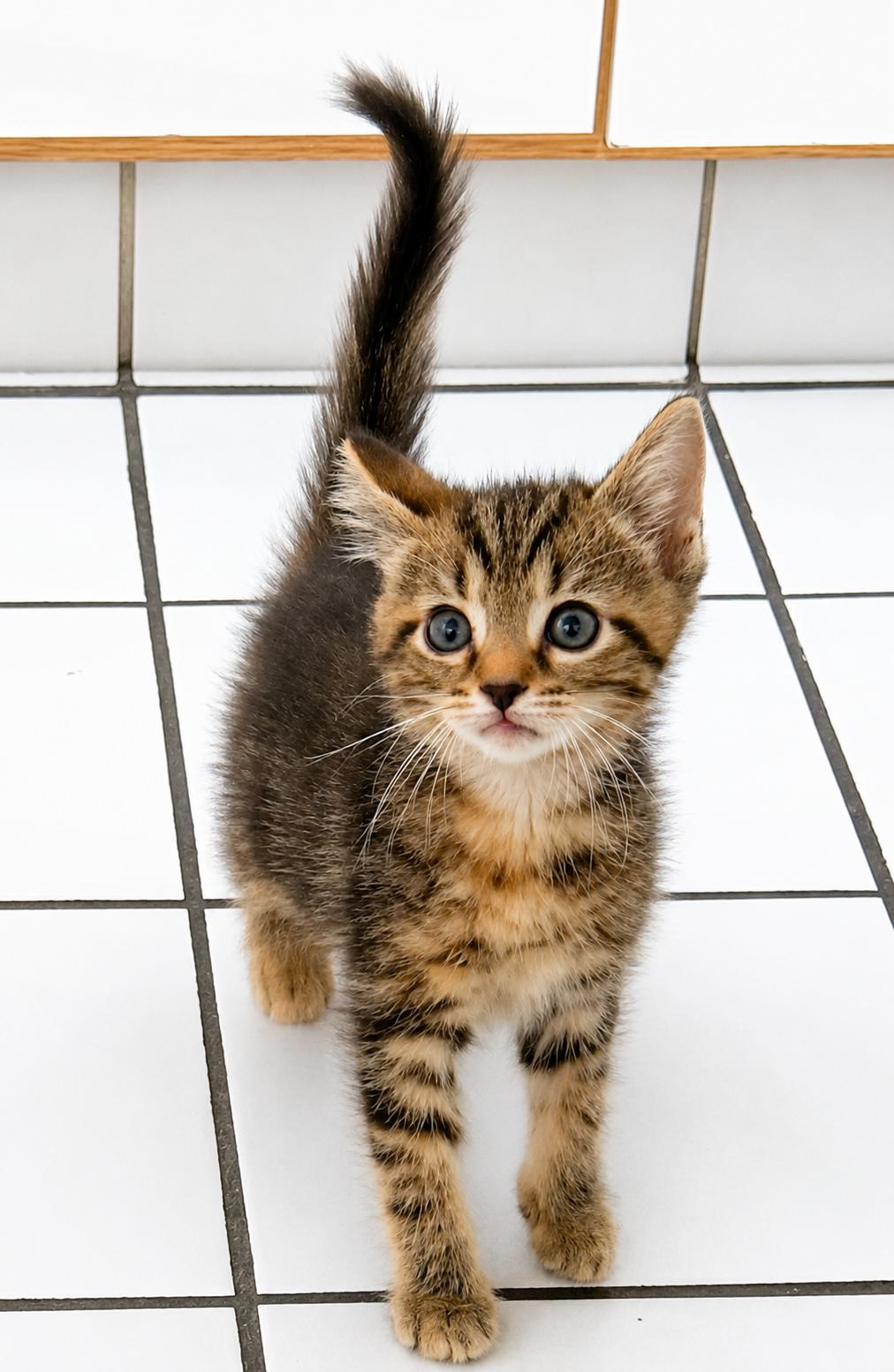 Enlarge Kona, a Adoptable Tabby in Pickerington, OH image 2/4