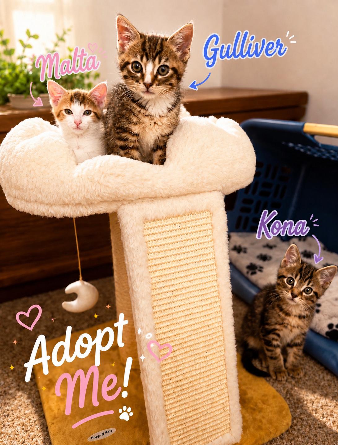 Enlarge Kona, a Adoptable Tabby in Pickerington, OH image 4/4