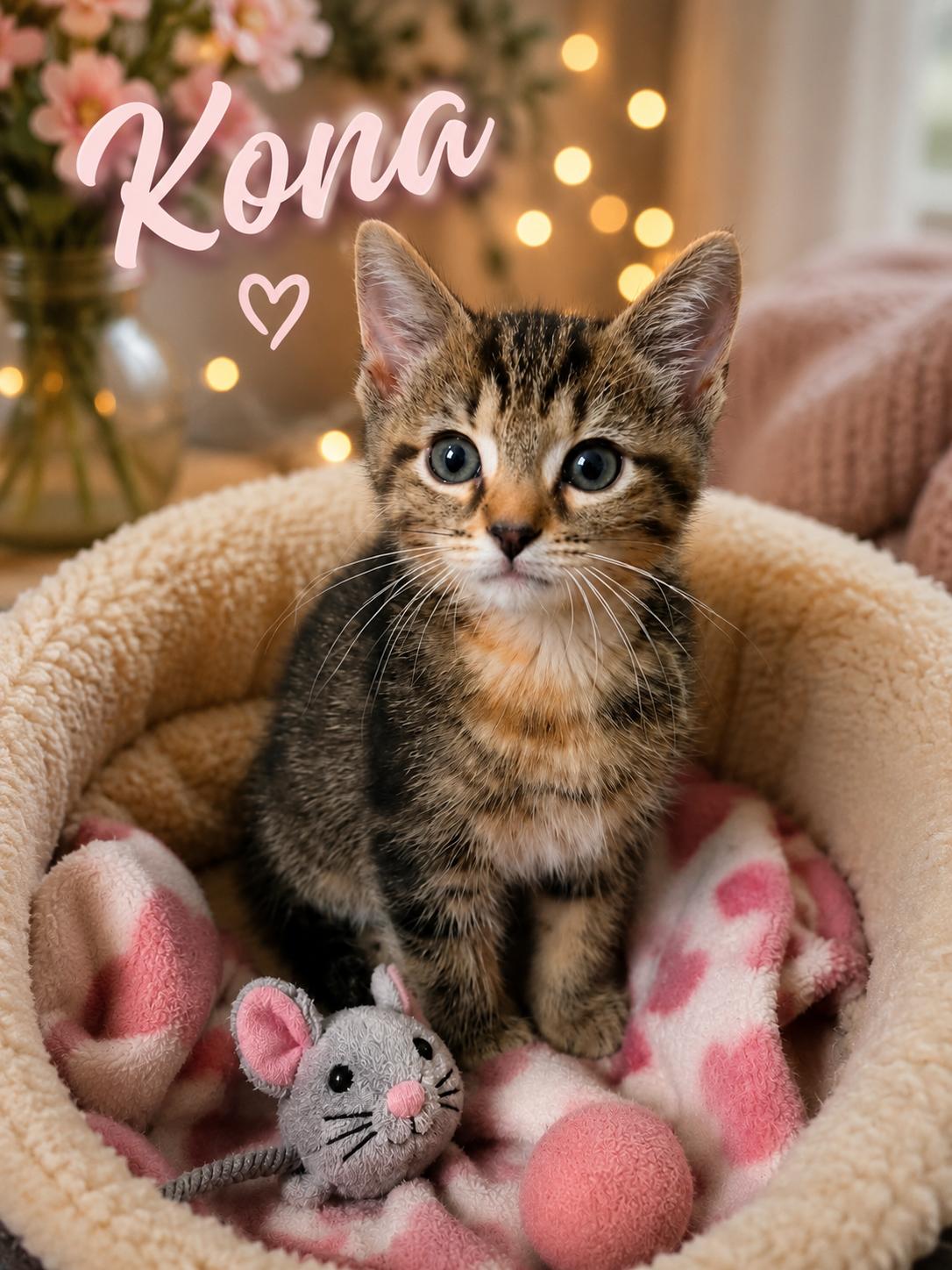 Enlarge Kona, a Adoptable Tabby in Pickerington, OH image 3/4