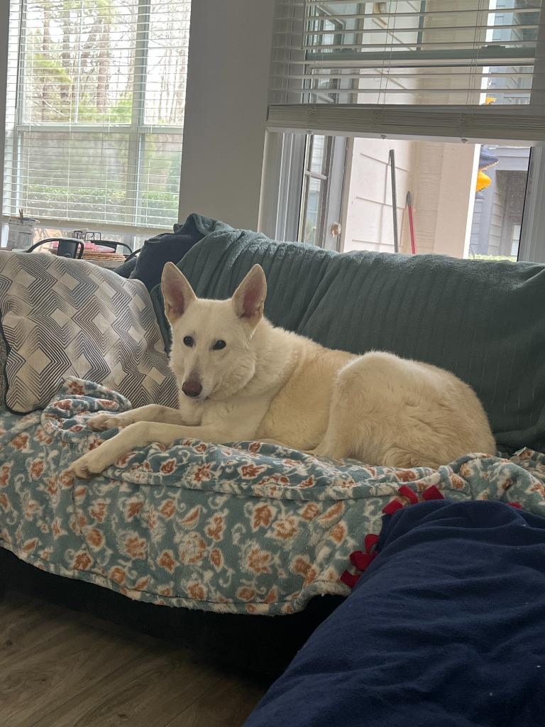 Enlarge Chardonnay, a Adoptable mixed breed in Raleigh, NC image 1/6