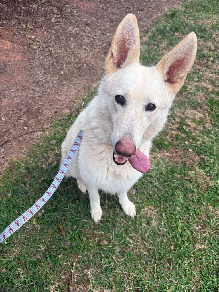 Enlarge Chardonnay, a Adoptable mixed breed in Raleigh, NC image 2/6